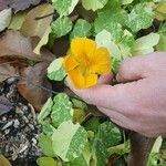 Tropaeolum minus Leaf