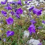 Campanula scheuchzeri Flower