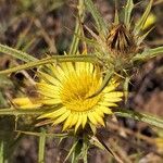 Carlina racemosa Fiore