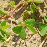 Oxalis fontana Blad