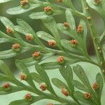 Asplenium hypomelas Blad