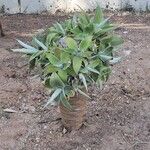 Agave attenuata Лист