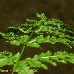 Dryopteris aemula Blad