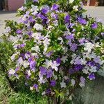 Brunfelsia uniflora Цветок