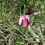 Fritillaria tubaeformis Õis