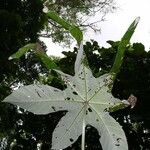 Cecropia insignis Hoja