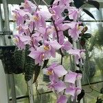 Phalaenopsis schilleriana