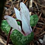 Cyclamen balearicum Flor