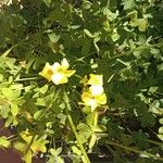 Oxalis pes-caprae Virág