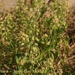 Reseda odorata عادت داشتن