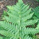 Dryopteris carthusiana برگ