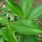 Costus barbatusLeaf