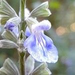 Salvia pallida Lorea