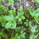 Potentilla simplex Leaf