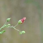 Scrophularia scorodonia Flower