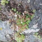 Sedum hirsutum Libunga
