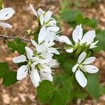 Bauhinia lunarioides Blüte