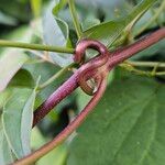 Clematis virginiana Bark