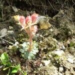 Saxifraga luteoviridis Flower