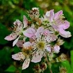 Rubus scaber 花