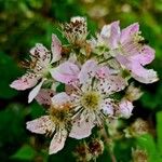 Rubus scaber ᱵᱟᱦᱟ