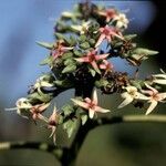 Anacardium occidentale 花