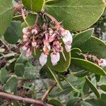 Arctostaphylos manzanita