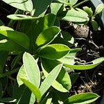 Trifolium montanum Leaf