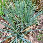 Allium fistulosum Habitus