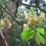 Monodora carolinae Flower