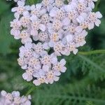 Achillea × roseoalba花