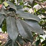 Cunonia capensis Hoja