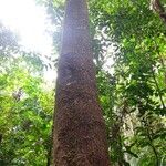 Tachigali richardiana Corteza