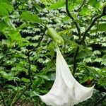 Brugmansia × candida Bloem