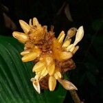 Goeppertia marantifolia Flower