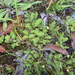 Leptinella scariosa Habit