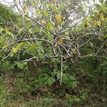 Strophanthus eminii Habitus