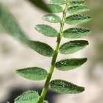 Astragalus danicus Blatt