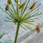 Agapanthus africanus Fruit