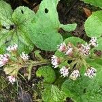 Petasites pyrenaicus 花