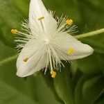 Tradescantia fluminensis 花
