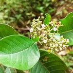 Psychotria articulata