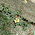 Tridax procumbens 花