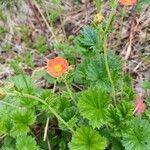 Geum coccineum Fiore