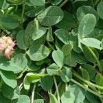 Trifolium fragiferum Blatt