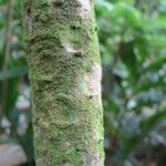 Phyllanthus mimosoides Bark