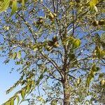 Juglans ailantifolia Fruit