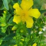 Hypericum kalmianum Kvet