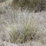 Muhlenbergia rigens Costuma