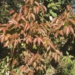 Combretum erythrophyllum Folha